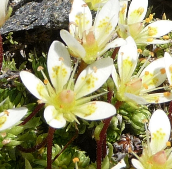 Saxifraga bryoides